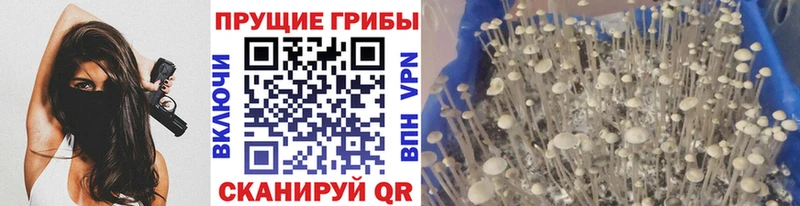 купить  цена  Кадников  blacksprut ONION  Псилоцибиновые грибы GOLDEN TEACHER 
